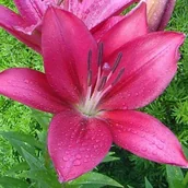 Nasiona i cebule - Lilia LA Fangio 1 szt. cebule cebulki lilii lilie - miniaturka - grafika 1