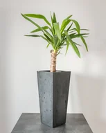 Donice - 24x24x63 cm (spód) + 32x32 cm (góra) CT - Donica betonowa (antracytowa) - miniaturka - grafika 1