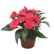 Kwiaty doniczkowe - Niecierpek New Guinea wys. 25 cm don. 10,5 cm - miniaturka - grafika 1