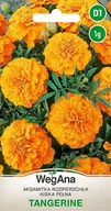 Nasiona i cebule - Aksamitka rozpierzchła niska pomarańczowa Tangerine 1g nasiona - WegAna - miniaturka - grafika 1