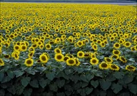 Plakaty - Colorful field of sunflowers near Beloit, Carol Highsmith - plakat 100x70 cm - miniaturka - grafika 1