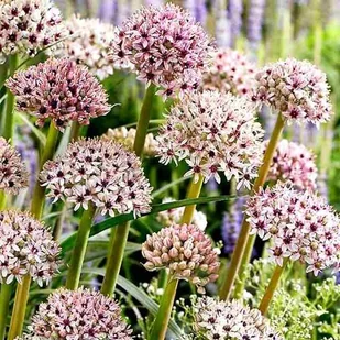 Allium Czosnek polski Silver Spring 1 szt. 16/18 cebule cebulki - Nasiona i cebule - miniaturka - grafika 1