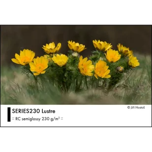 Fomei Series230 Lustre 10x15/250 G230 - Wyposażenie ciemni fotograficznej - miniaturka - grafika 1
