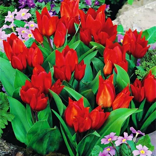 Tulipan Botaniczny Van Tubergen'S Variety 5 szt - Nasiona i cebule - miniaturka - grafika 1