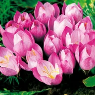Nasiona i cebule - Krokus Jesienny Zonatus 25 szt cebulki krokusy - miniaturka - grafika 1