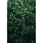 Sadzonki drzew krzewów - Cis Hillii wys. 20-30 cm don. 2 l - miniaturka - grafika 1