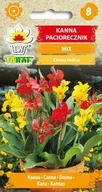 Nasiona i cebule - Toraf KWIATY Kanna Paciorecznik mix nasiona 1g 00411 - miniaturka - grafika 1