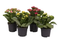 Nasiona i cebule - Kalanchoe mix 20cm - miniaturka - grafika 1