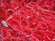 Tapety - Okleina Meblowa Dekoracyjna Czerwone Róże Na Regał Komodę Meble 45x100 - miniaturka - grafika 1