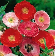 Nasiona i cebule - MAK POLNY SHIRLEY (PAPAVER RHOEAS) 1 GRAM NASION - miniaturka - grafika 1