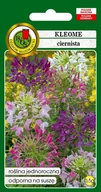 Nasiona i cebule - Kleome Ciernista Mieszana 0.5 g PNOS - miniaturka - grafika 1