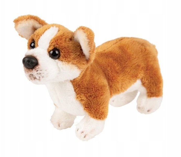 Pies Corgi