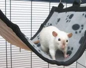 Klatki dla gryzoni - Savic HAMAK RELAX DE LUXE MEDIUM - miniaturka - grafika 1