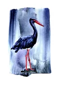 Obrazy i zdjęcia - Plakat Bocian czarny - miniaturka - grafika 1