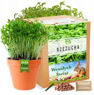 Rzeżucha Wielkanocna Zestaw do uprawy Święta Wielkanoc nasiona kiełki XL - Nasiona i cebule Rzeżucha Wielkanocna Zestaw do uprawy Święta Wielkanoc nasiona kiełki XL - Nasiona i cebule - miniaturka - grafika 1