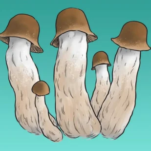 Mykożerca Growkit Penis Envy Full Auto - Nasiona i cebule - miniaturka - grafika 1