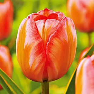 Tulipan Darwina Design Impression 5 szt Tulipany cebulki tulipanów - Nasiona i cebule - miniaturka - grafika 1