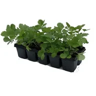 Kwiaty doniczkowe - Poziomki 10-pak odmiana Regina - miniaturka - grafika 1