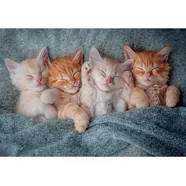 Puzzle 1000 elementów Słodkie kotki