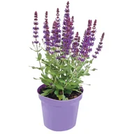 Kwiaty doniczkowe - Byliny mix odmian i kolorów don. 2 l 20-40 cm - miniaturka - grafika 1