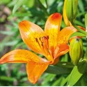 Kartki okolicznościowe i zaproszenia - Karnet DaVinci 16x16 cm B2W 202 007 +koperta - miniaturka - grafika 1