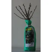 Kwiaty doniczkowe - Agrest w balocie - miniaturka - grafika 1