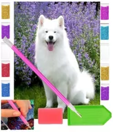 Zabawki kreatywne - Haft diamentowy PIES RASA SAMOYED BIAŁY 30x40 OBRAZ duży zabawki kreatywne plastyczne - miniaturka - grafika 1