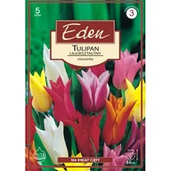 Nasiona i cebule - Tulipan liliokształtny mix 5 sztuk Eden - miniaturka - grafika 1