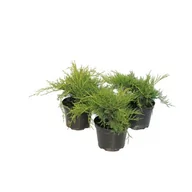 Sadzonki drzew krzewów - Jałowiec Old Gold wys. 10-20 cm don. 2 l - miniaturka - grafika 1