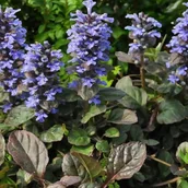 Nasiona i cebule - Dąbrówka rozłogowa Bluberry Muffin 1 szt. doniczka P9 - miniaturka - grafika 1