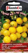 Nasiona i cebule - Plantico Pomidor drobnoowocowy żółty - miniaturka - grafika 1