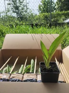 Nasiona i cebule - Żywokost rosyjski (odmiana Bocking-14) sadzonki - miniaturka - grafika 1