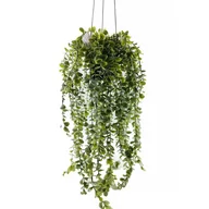 Sztuczne kwiaty - Sztuczna roślina wisząca SENECIO, 60 cm - miniaturka - grafika 1