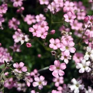Nasiona i cebule - Gypsophila Gipsówka Pacifica Pink różowa 1 szt. - miniaturka - grafika 1