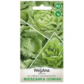 Nasiona i cebule - Sałata mieszanka odmian zielonych do uprawy całosezonowej 1g - miniaturka - grafika 1