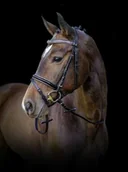 Ogłowia - Covalliero Ogłowie KINGSTON - miniaturka - grafika 1