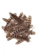 Zabawki kreatywne - Pióra kacze 15-20cm 5g - miniaturka - grafika 1