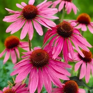 Nasiona i cebule - Jeżówka purpurowa Magnus 1 szt. doniczka P11 - miniaturka - grafika 1