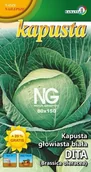 Nasiona i cebule - Kapusta biała późna Dita 2g / L / - miniaturka - grafika 1