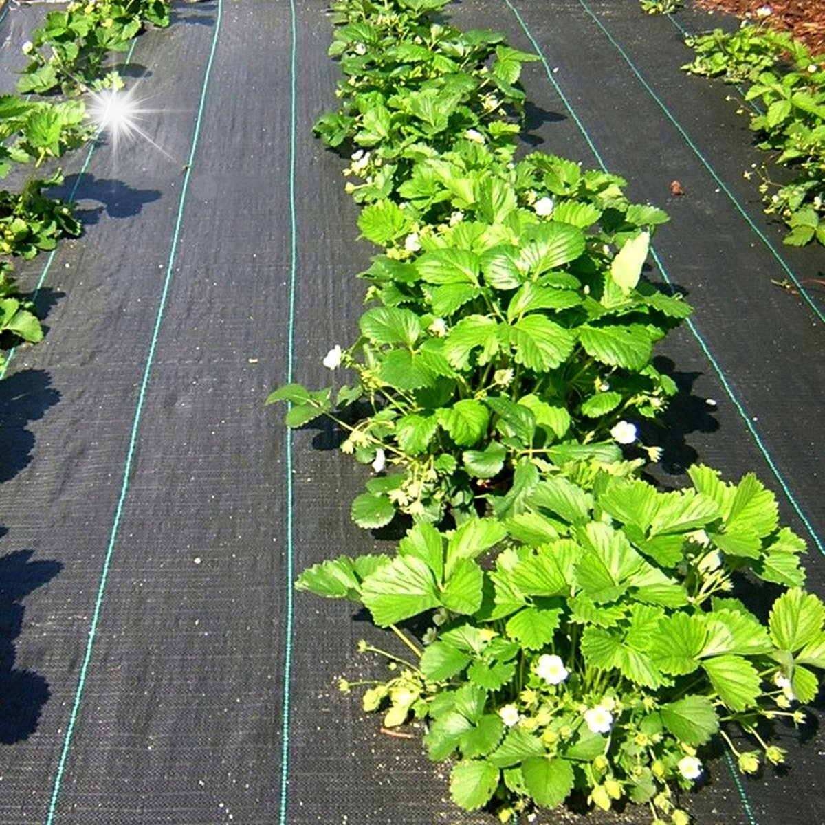 AGROTKANINA AGROWŁÓKNINA MATA ANTYCHWASTOWA UV 3% 70g 1,1x50m + 50x KOŁKI