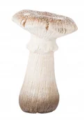 Figurki dekoracyjne - FIGURKA GRZYB biało-brązowy wys. 14cm - miniaturka - grafika 1