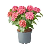 Kwiaty doniczkowe - Hortensja ogrodowa, wys.45 cm, don.5 l - miniaturka - grafika 1
