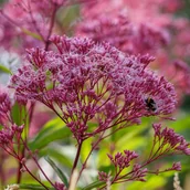 Nasiona i cebule - Sadziec plamisty 'Atropurpureum' Różowy, doniczka 2L (Eupatorium maculatum) - miniaturka - grafika 1