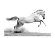 Fototapety - DecoNest Fototapeta White gallop 400X309 A0-4XLFTNT0185 - miniaturka - grafika 1