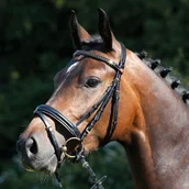 Ogłowia - KIEFFER Ogłowie z nachrapnikiem angielskim kombinowanym ESPERANZA - miniaturka - grafika 1