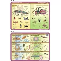 Podkładka edukacyjna. Anatomia. owady, pajęczaki - Podkładki na biurko - miniaturka - grafika 1