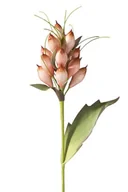 Sztuczne kwiaty - Sztuczny kwiat EUROFIRANY NATU, morelowy, 6 szt. - miniaturka - grafika 1