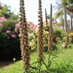 Digitalis parviflora Naparstnica czerwona 1 szt. sadzonka sadzonki - Nasiona i cebule - miniaturka - grafika 1