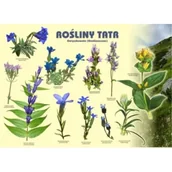 Tablice i flipcharty - Tablica 100x72cm Rośliny Tatr. Goryczkowate - miniaturka - grafika 1