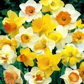 Nasiona i cebule - Narcyz Mix 50 szt Narcyzy cebulki cebule - miniaturka - grafika 1